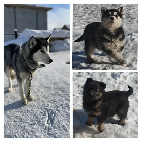 Продаются щенки Хаски - Животные в Максимовщина