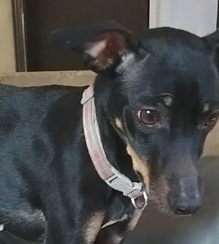 Найдена собака породы пинчер в Иркутске - Животные в Иркутск