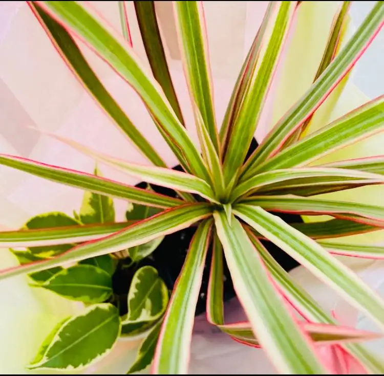 Продам Пальма Драцена окаймленная Бикалор - Растения (Для дома и дачи) в Пивовариха