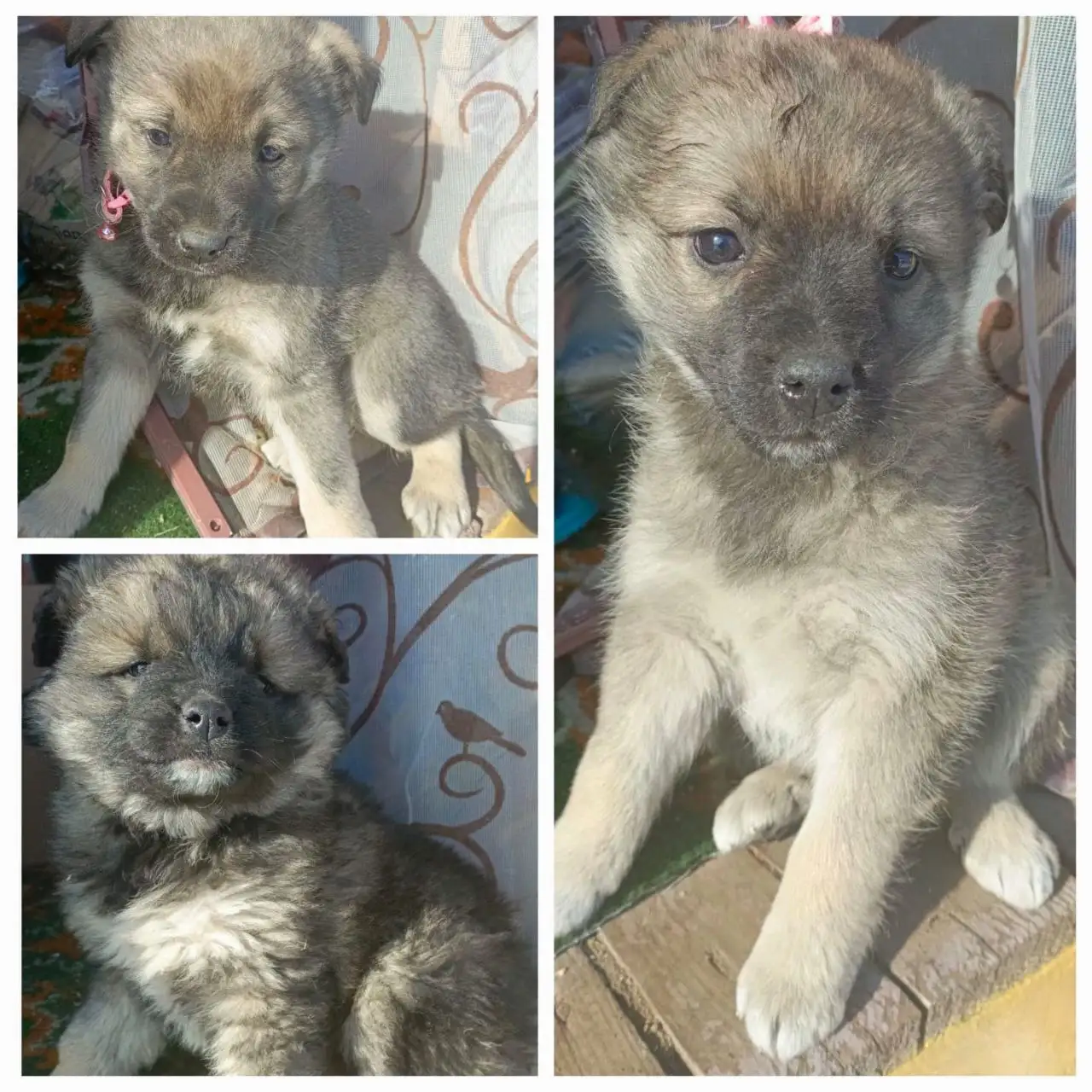 Разборка будущих охранников и охранниц - Собаки (Животные) в Иркутск