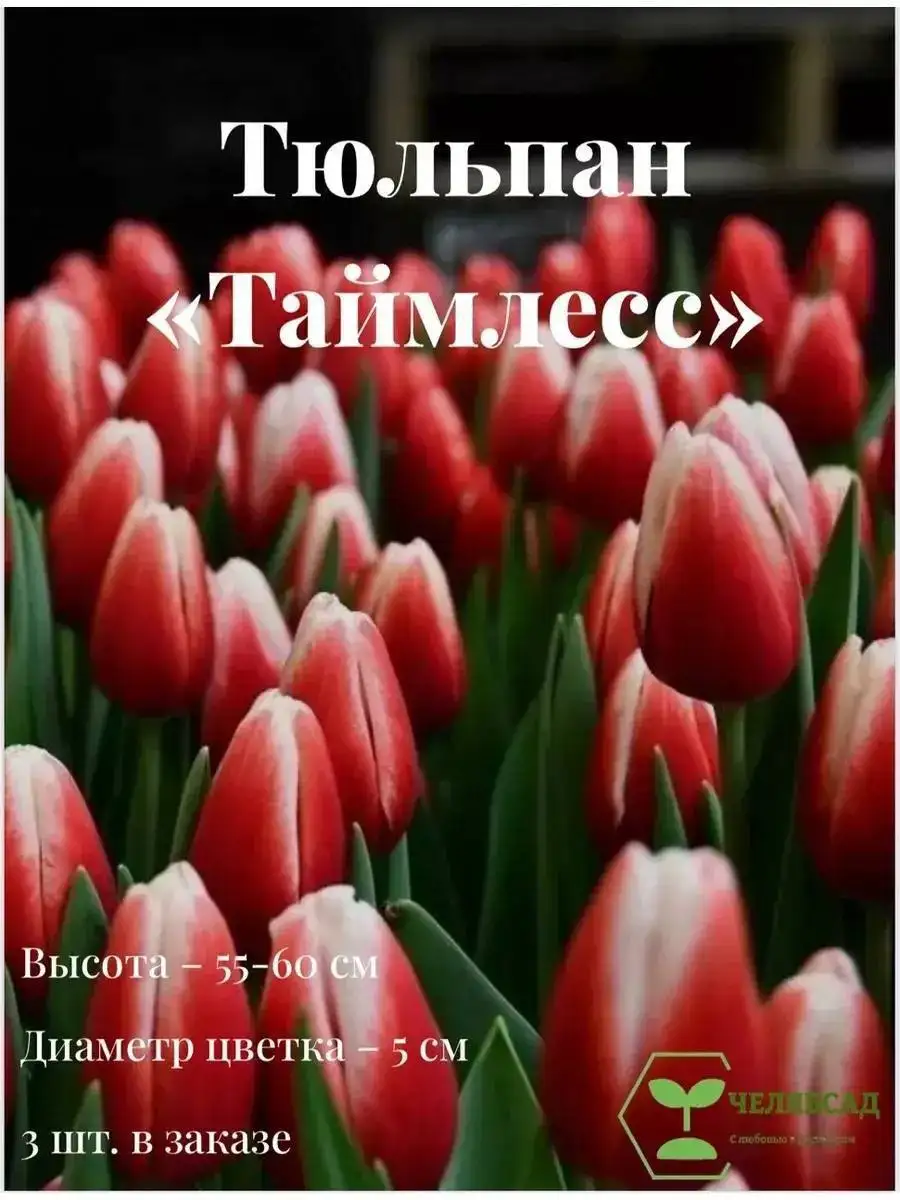 Свежие тюльпаны от местного производителя - Цветы (Хобби и отдых) в Иркутск