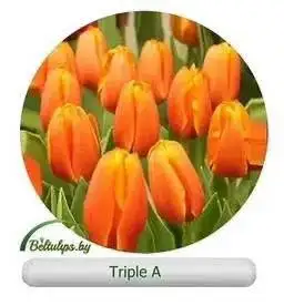 Свежие тюльпаны от местного производителя - Цветы (Хобби и отдых) в Иркутск