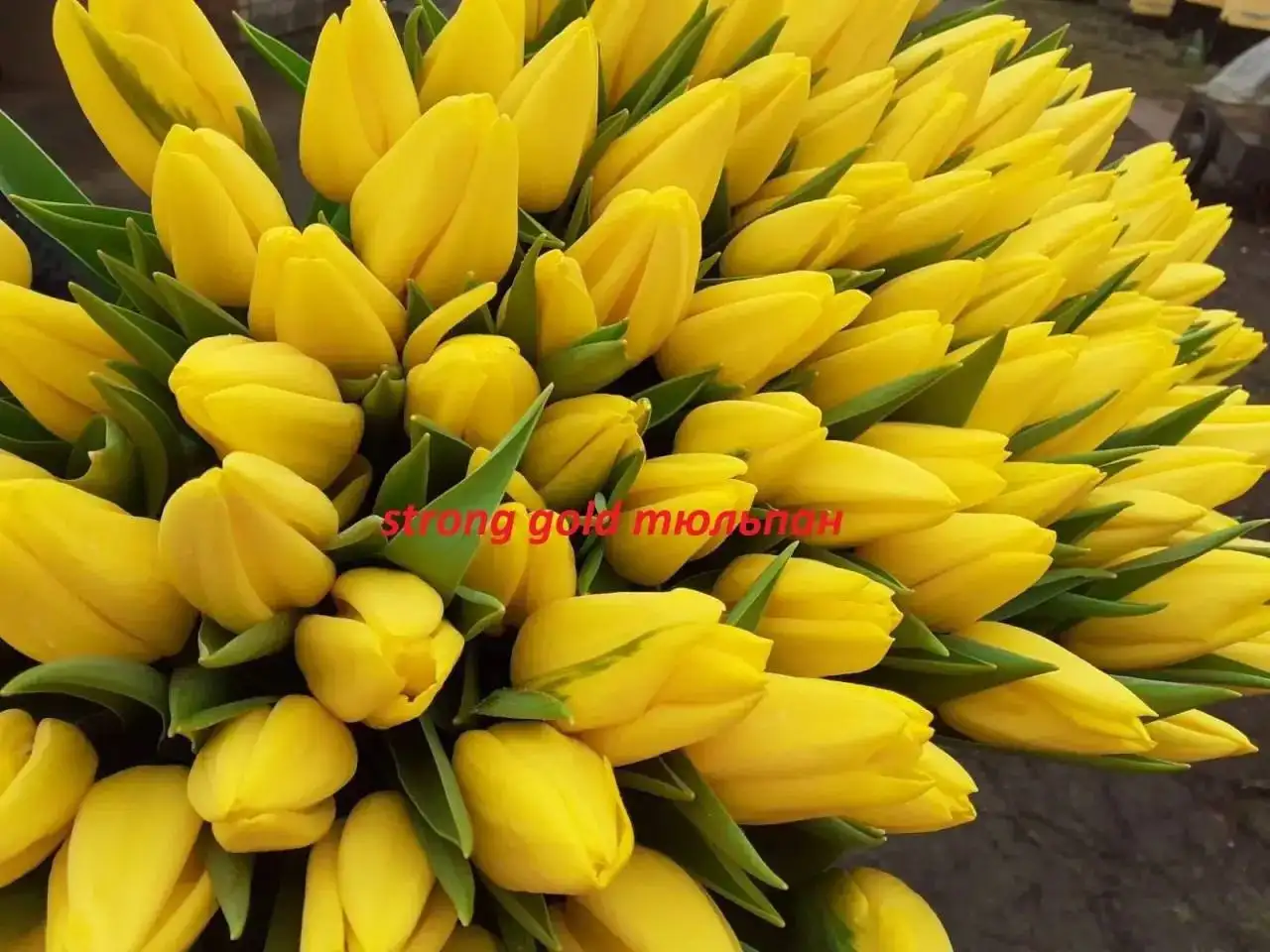 Свежие тюльпаны от местного производителя - Цветы (Хобби и отдых) в Иркутск