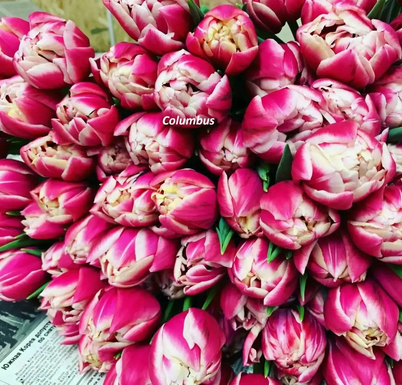 Свежие тюльпаны от местного производителя - Цветы (Хобби и отдых) в Иркутск