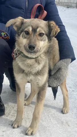 Очаровательная стерилизованная кошка ищет дом - Кошки в Иркутск