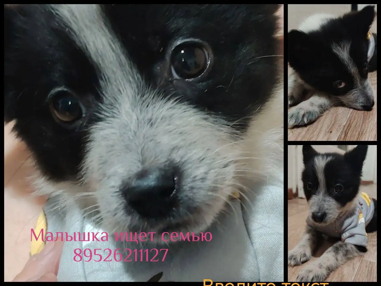 Продается щенок 1,5-2 месяца - Собаки (Животные) в Иркутск