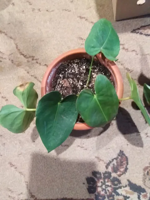 Продажа комнатных растений в Иркутске - Рукоделие в Иркутск