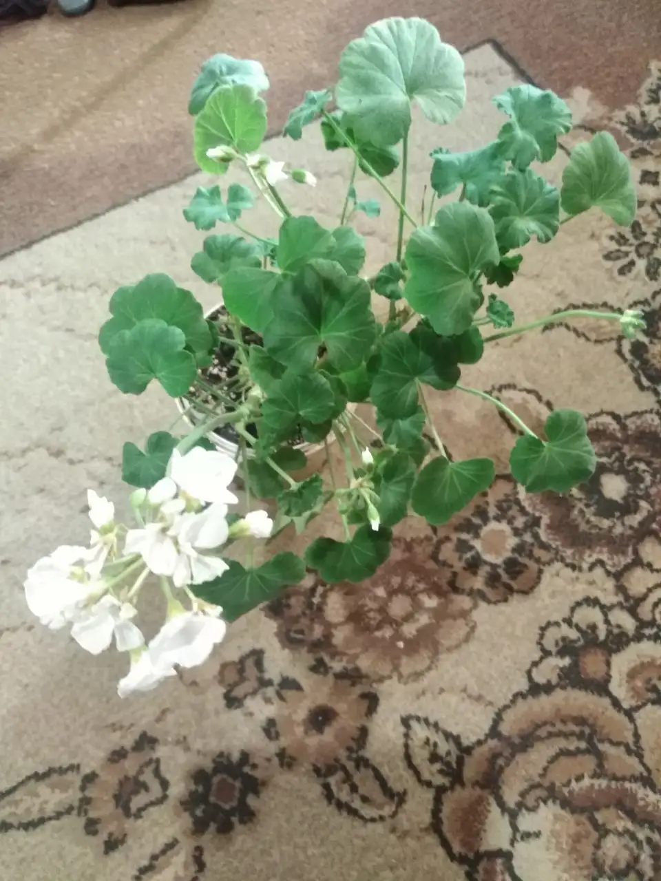 Продажа комнатных растений в Иркутске - Комнатные растения (Хобби и отдых) в Иркутск