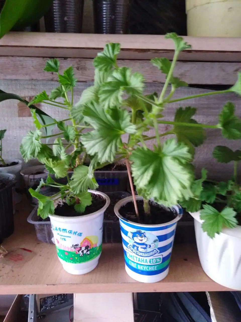 Продажа комнатных растений в Иркутске - Комнатные растения (Хобби и отдых) в Иркутск