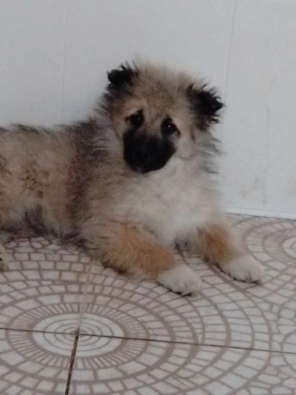 Трехцветная собачка для дома - Собаки (Животные) в Иркутск