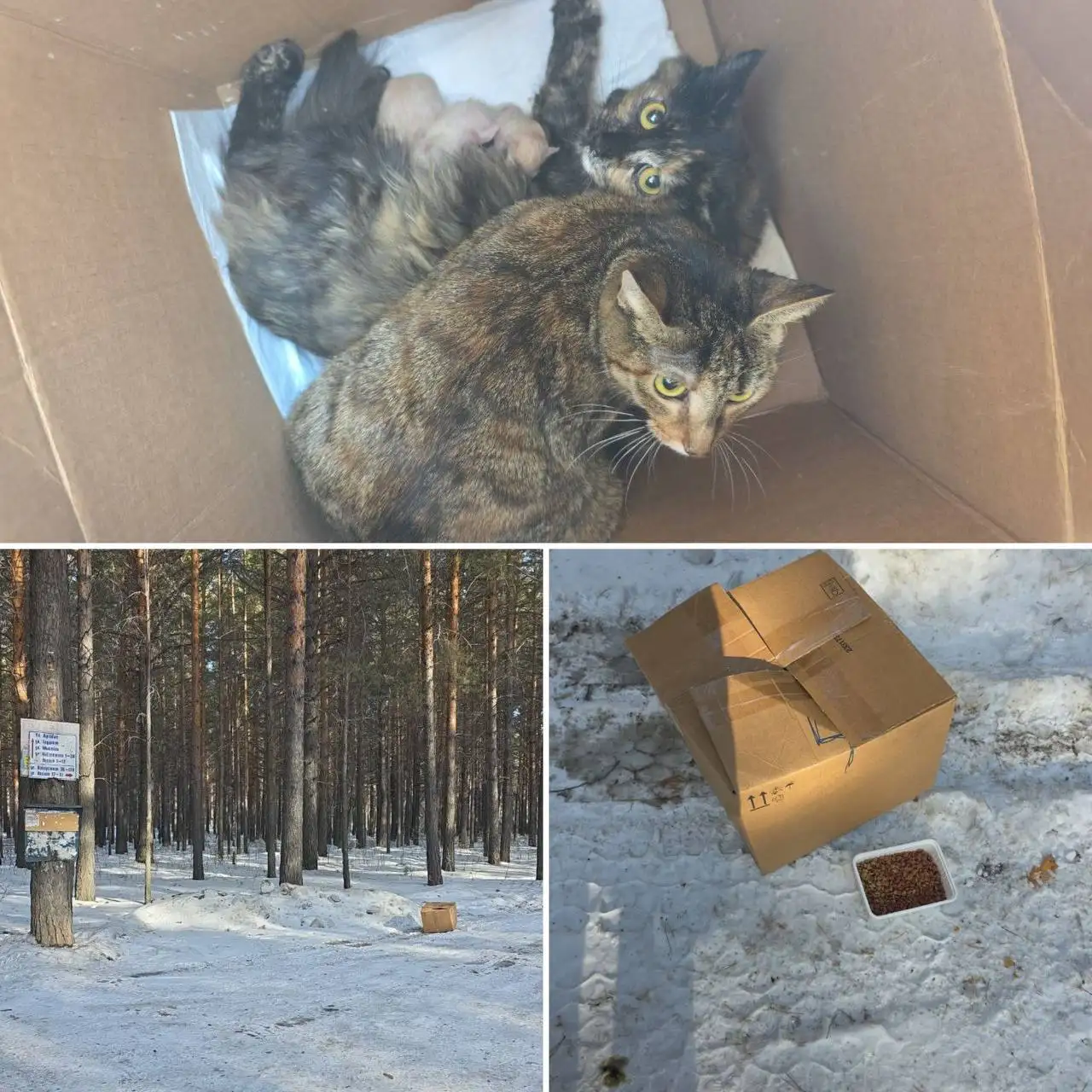 Срочно: котята в СНТ Труд нуждаются в помощи - Кошки (Животные) в Шелехов