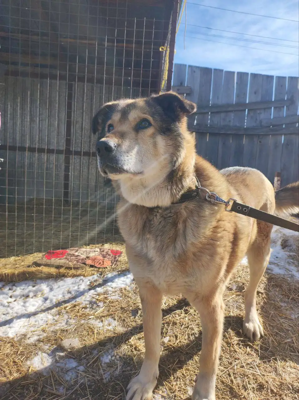 Собака породы Барон для охраны - Собаки (Животные) в Иркутск