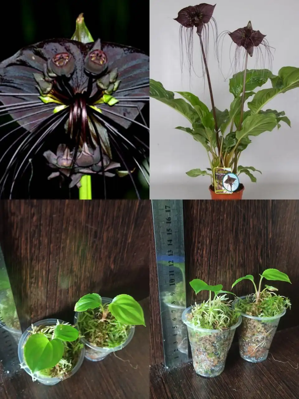 Такка шантрье - экзотическое растение для коллекции - Растения (Хобби и отдых) в Ангарск