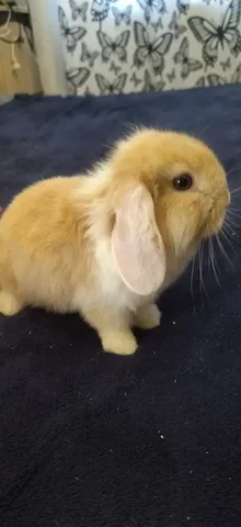 Декоративный кролик 1.5 месяца - Приют в Иркутск