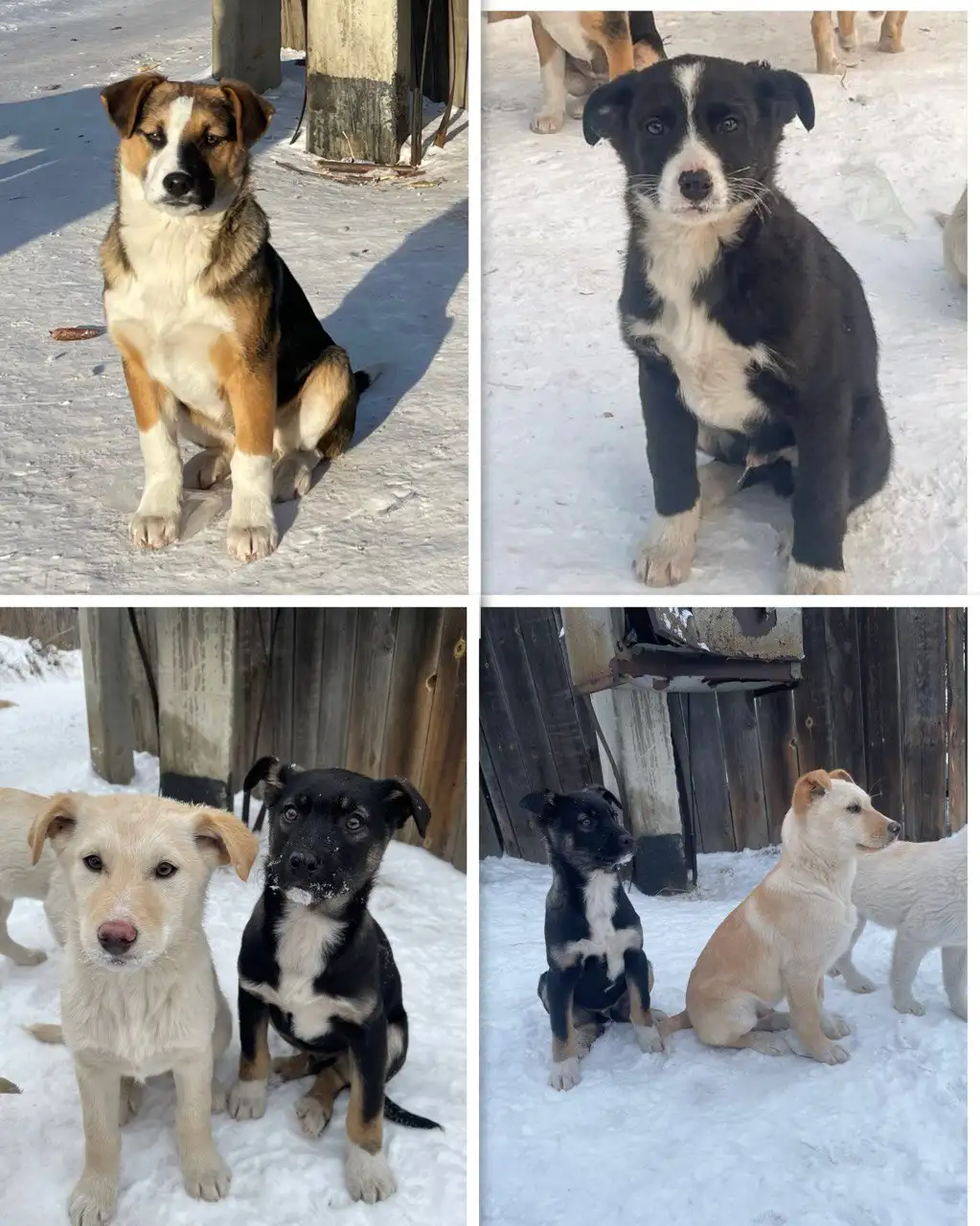 Щенки для охраны частного дома - Собаки (Животные) в Иркутск