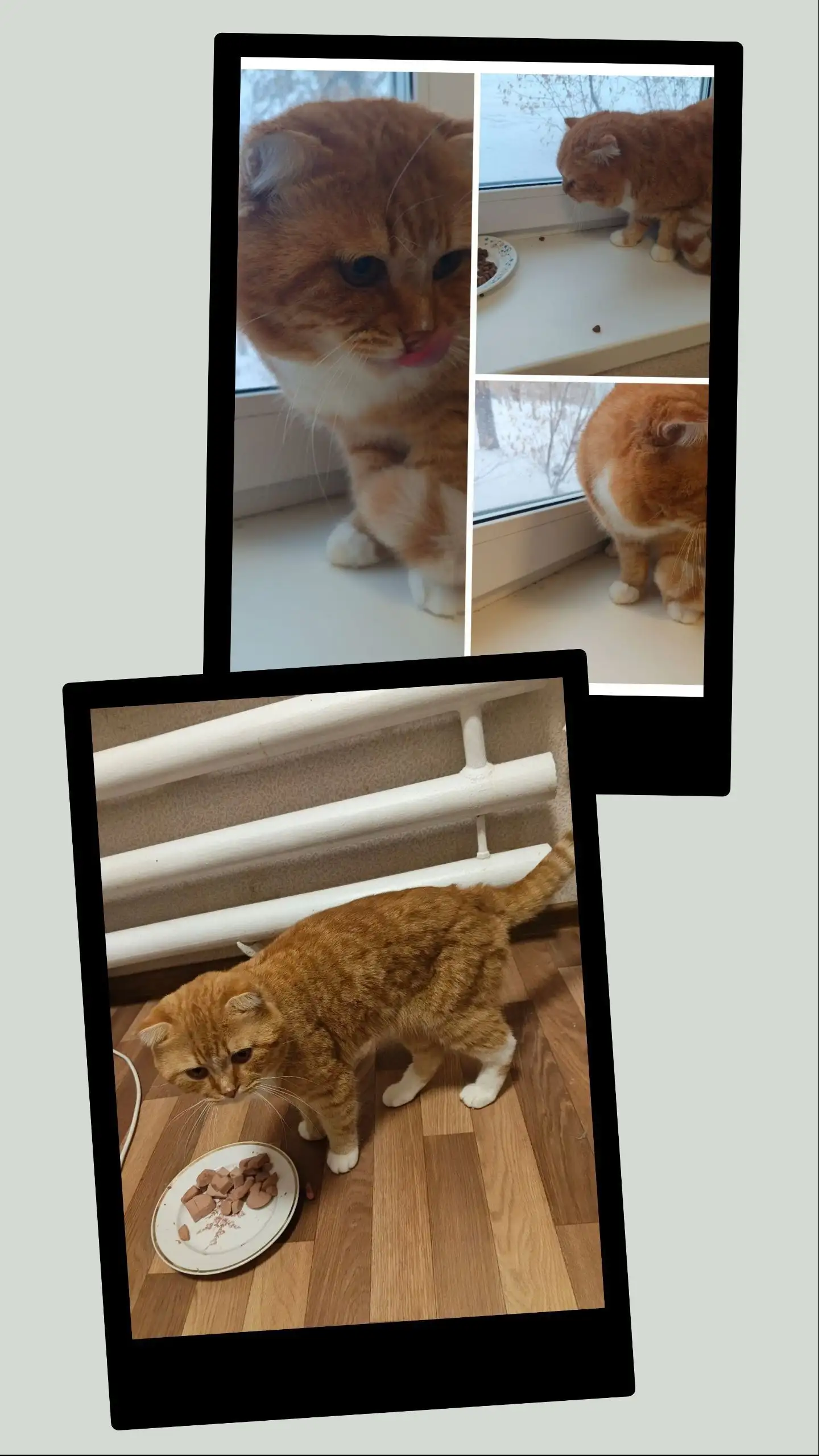 Рыжий кот Рыжик ищет семью в Иркутске - Кошки (Животные) в Иркутск