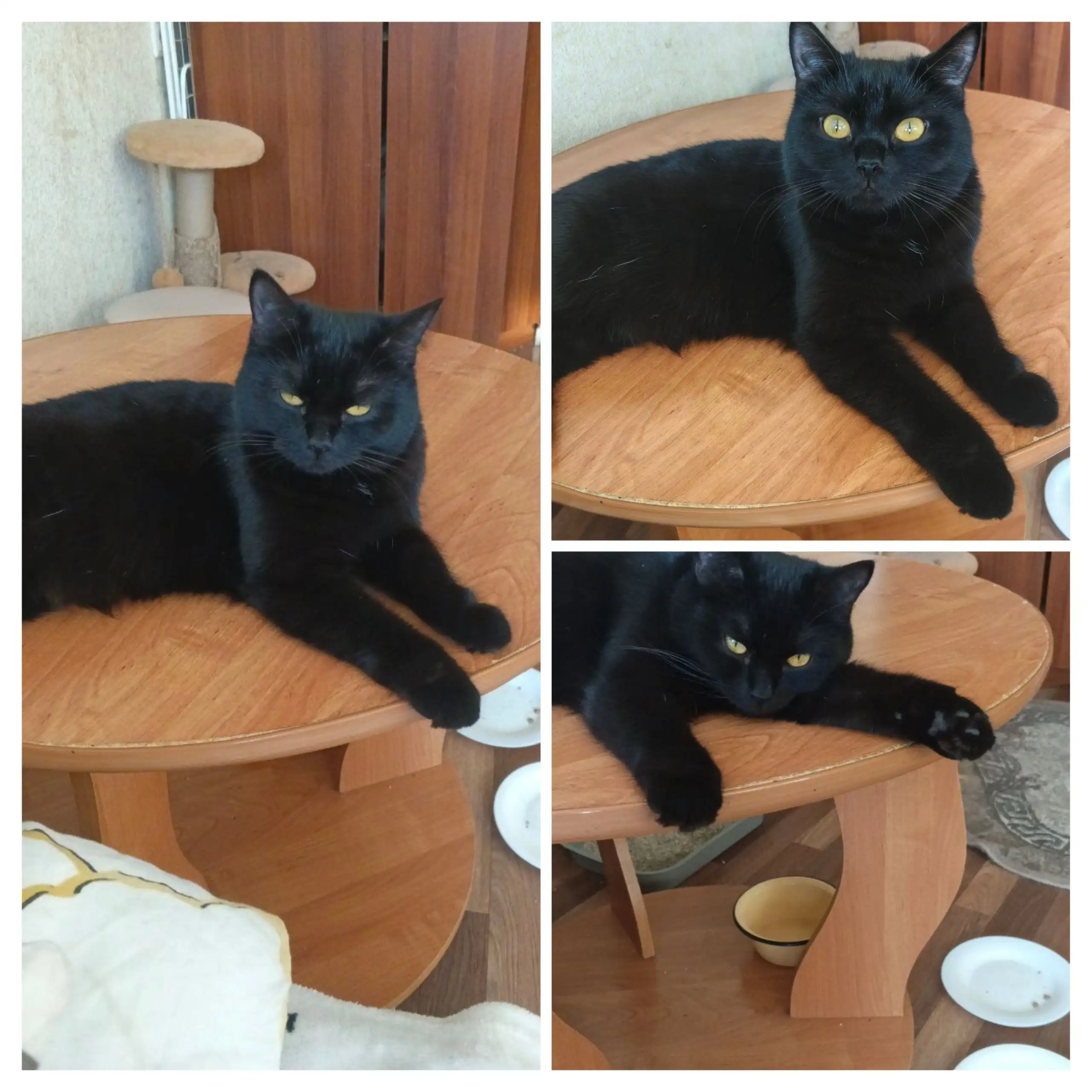 Отдам в хорошие руки кошку Ночку в Иркутске - Кошки (Животные) в Иркутск