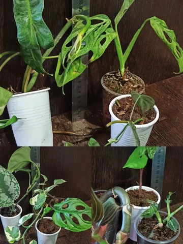 Укорененные растения: Экзотика, Манки Маск, Энджой, Параисо вэрдэ, Микас, Индо минт, Сингониум альба, Людизия рэд вельвет, Людизия дисколор - частное объявление в Ангарск