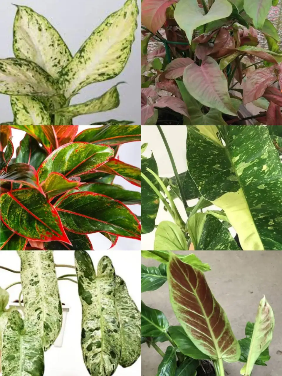 Продажа комнатных растений в Ангарске - Растения (Хобби и отдых) в Ангарск