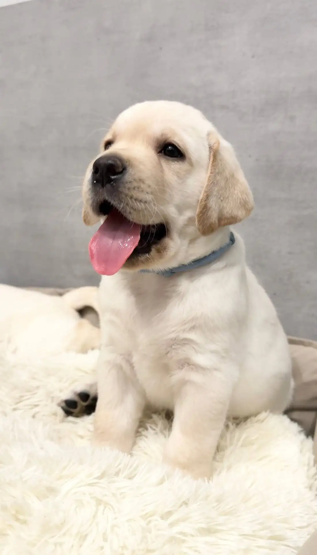 Щенки лабрадора ретривера от титулованных производителей - Собаки (Животные) в Иркутск