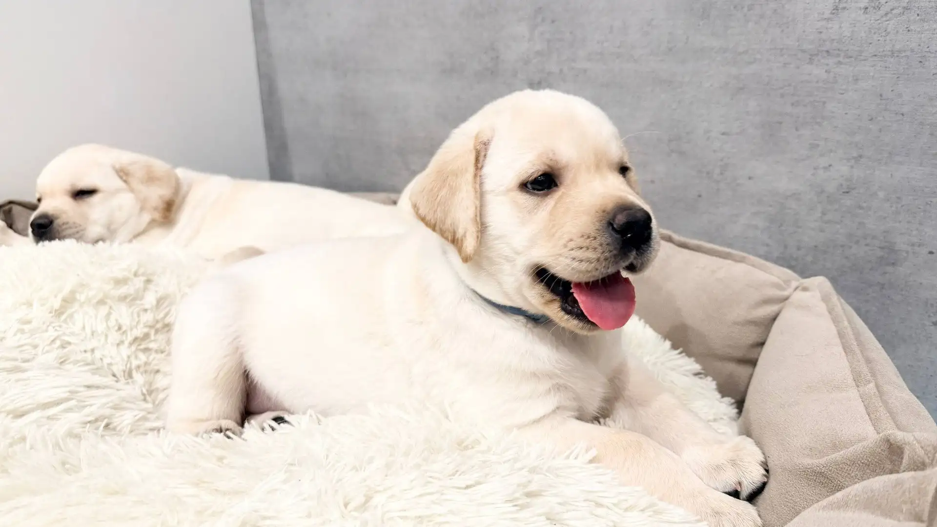 Щенки лабрадора ретривера от титулованных производителей - Собаки (Животные) в Иркутск