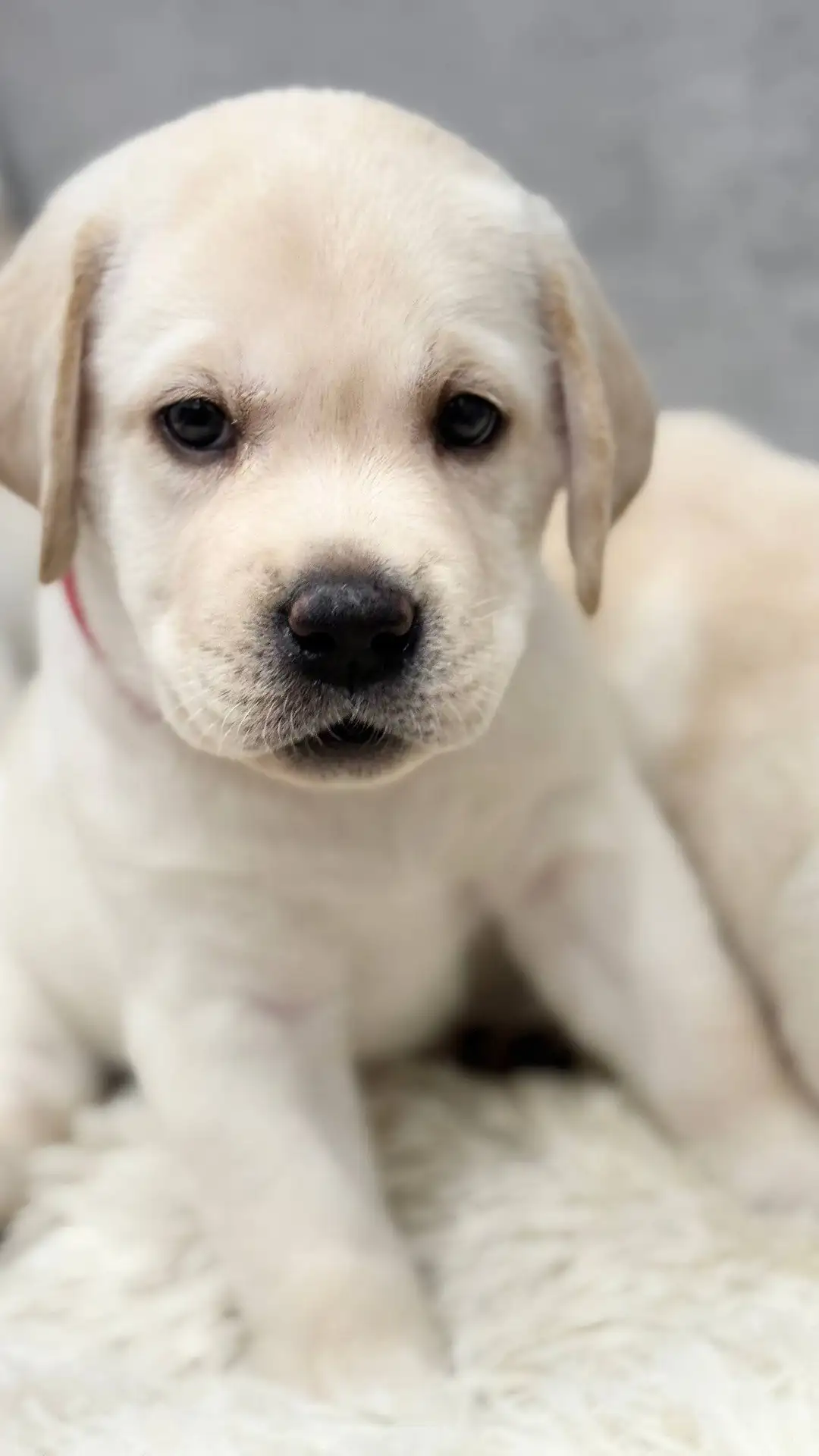 Щенки лабрадора ретривера от титулованных производителей - Собаки (Животные) в Иркутск