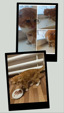 Рыжик ищет любящую семью - Животные в Иркутск