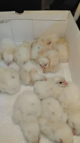 Цыплята 10 суток несушки оперяются - частное объявление в Иркутск