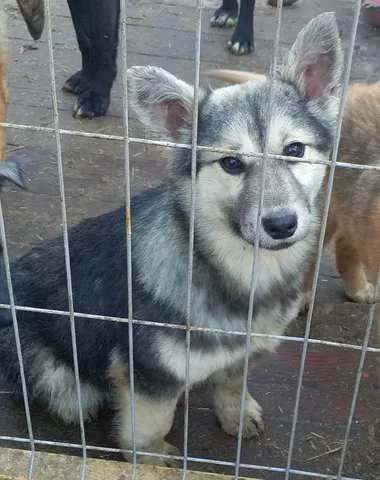 Отдам в дар котенка подростка - Потеряшки/Находки в Иркутск