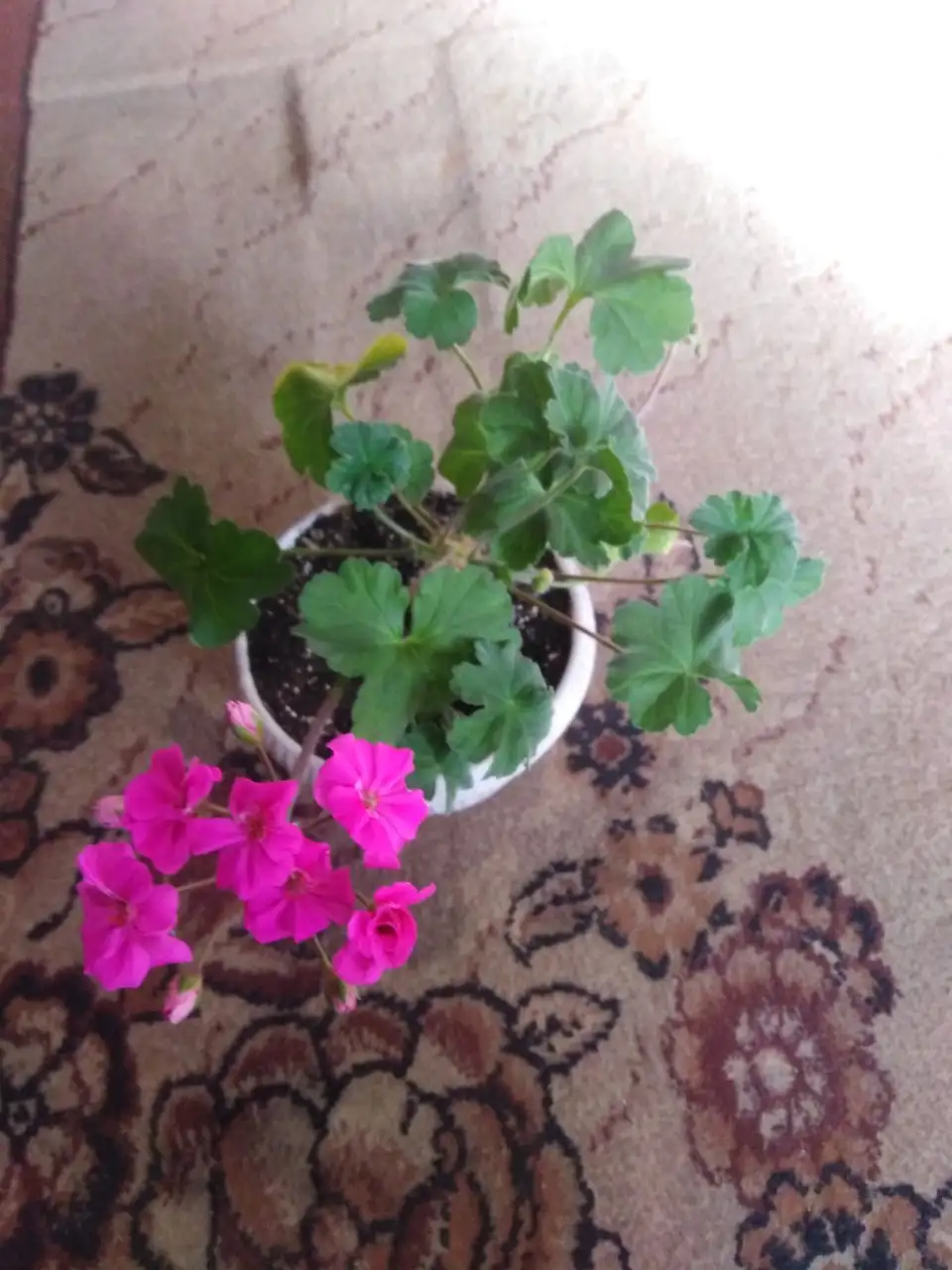 Распродажа комнатных растений - Растения (Хобби и отдых) в Иркутск