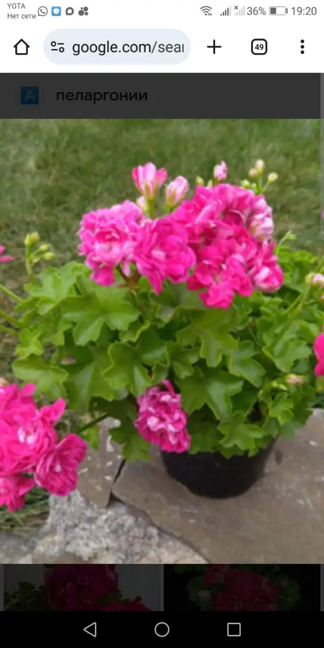 Распродажа комнатных растений - Растения (Хобби и отдых) в Иркутск