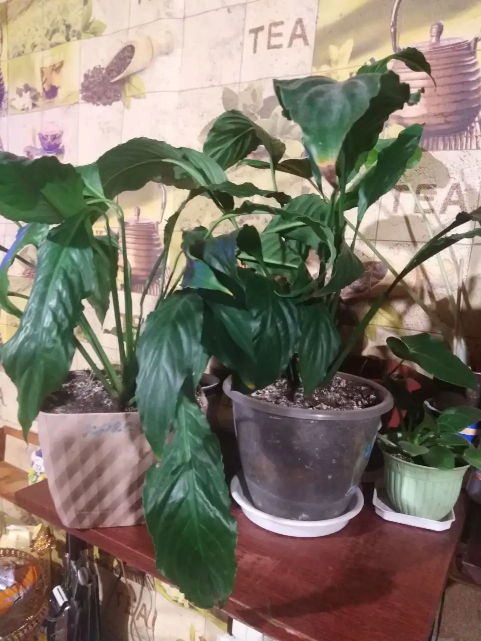Распродажа комнатных растений - Растения (Хобби и отдых) в Иркутск