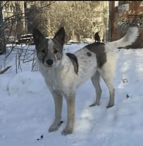 Трехцветная стерилизованная кошка в дар - Кошки (Животные) в Иркутск