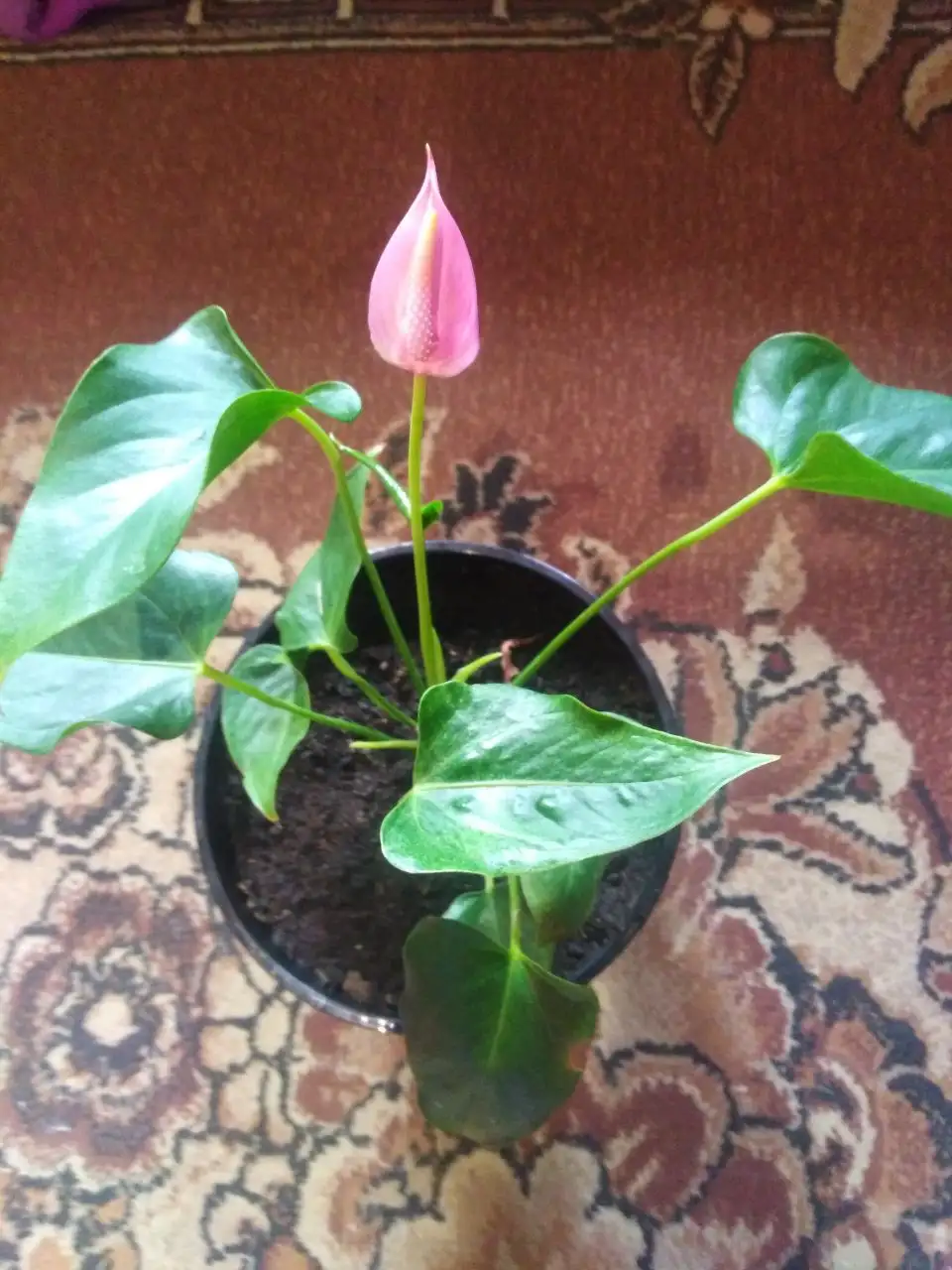 Продажа деток антуриумов - Растения (Хобби и отдых) в Иркутск