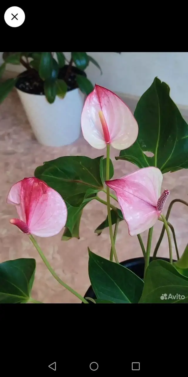 Продажа деток антуриумов - Растения (Хобби и отдых) в Иркутск