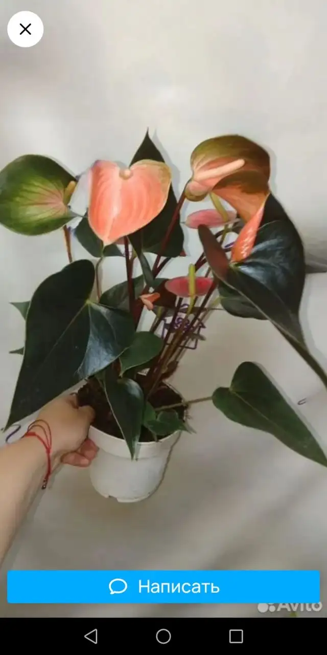 Продажа деток антуриумов - Растения (Хобби и отдых) в Иркутск