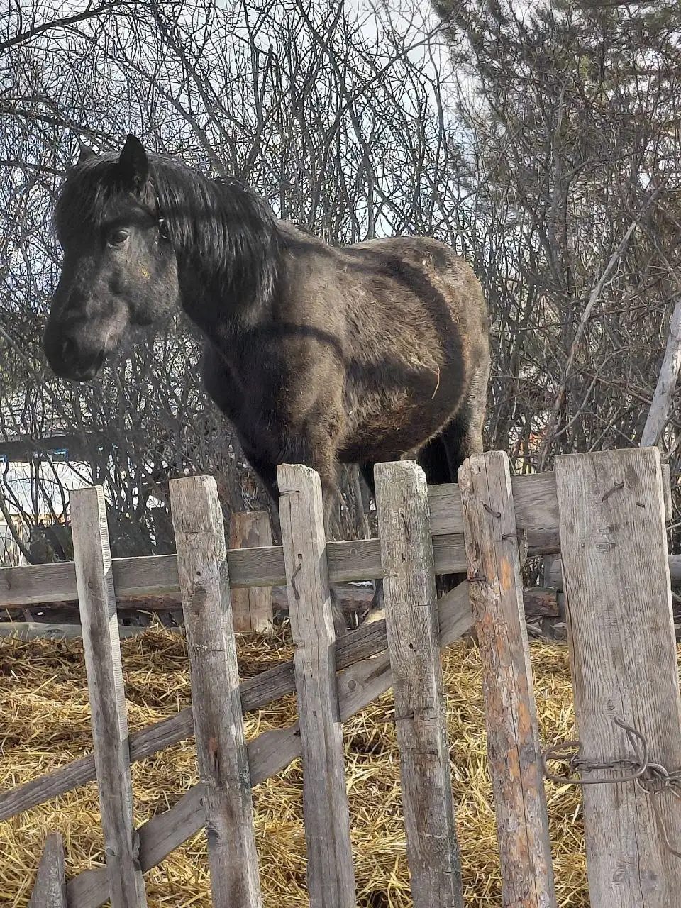 Продажа жеребца 4 года - Лошади (Животные) в Аларский район