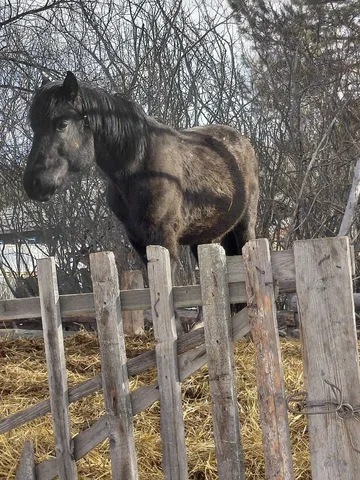 Продажа жеребца 4 года - Животные в Аларский район