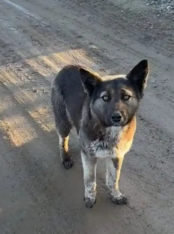 Отдам в дар стерилизованную охранницу - Собаки (Животные) в Иркутск