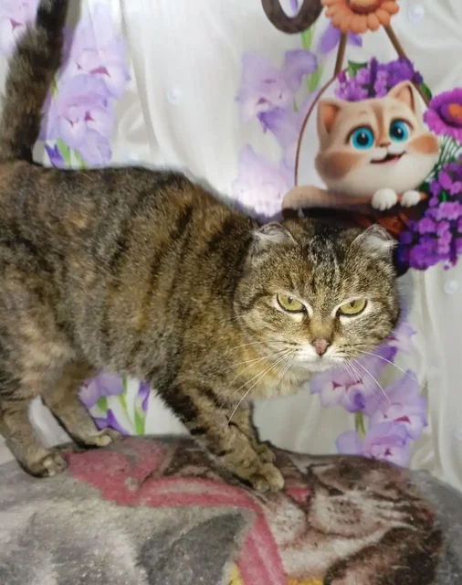 Отдам в добрые руки - Барахолка в Иркутск