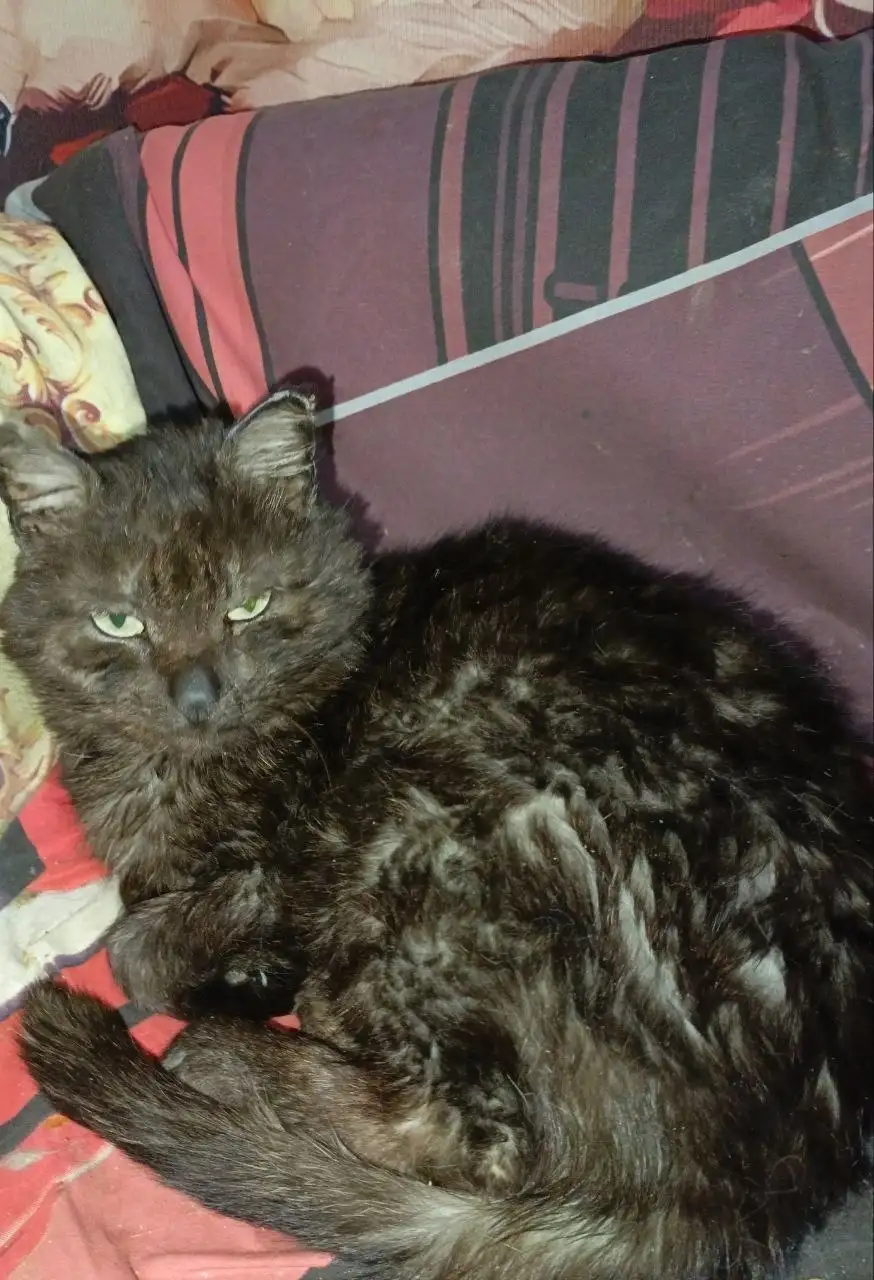 Отдам в добрые руки - Барахолка в Иркутск