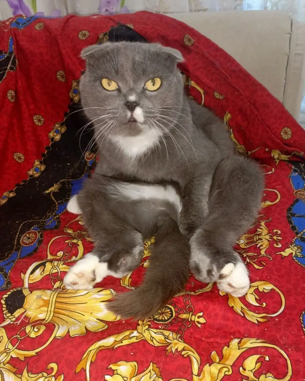 Отдам в добрые руки - Барахолка в Иркутск