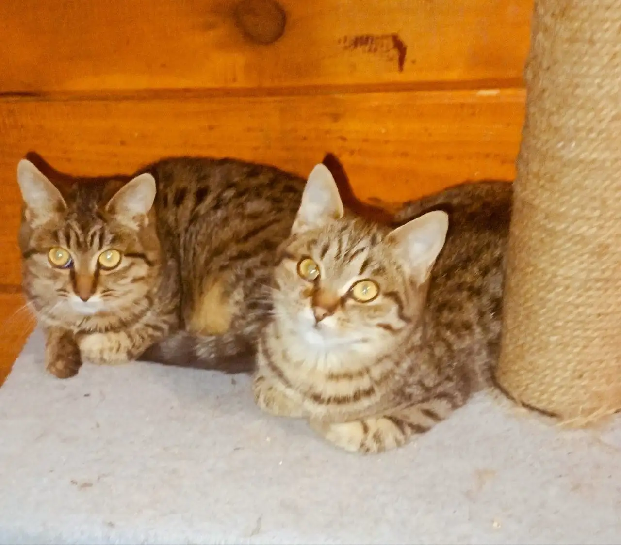 Отдам в добрые руки - Барахолка в Иркутск