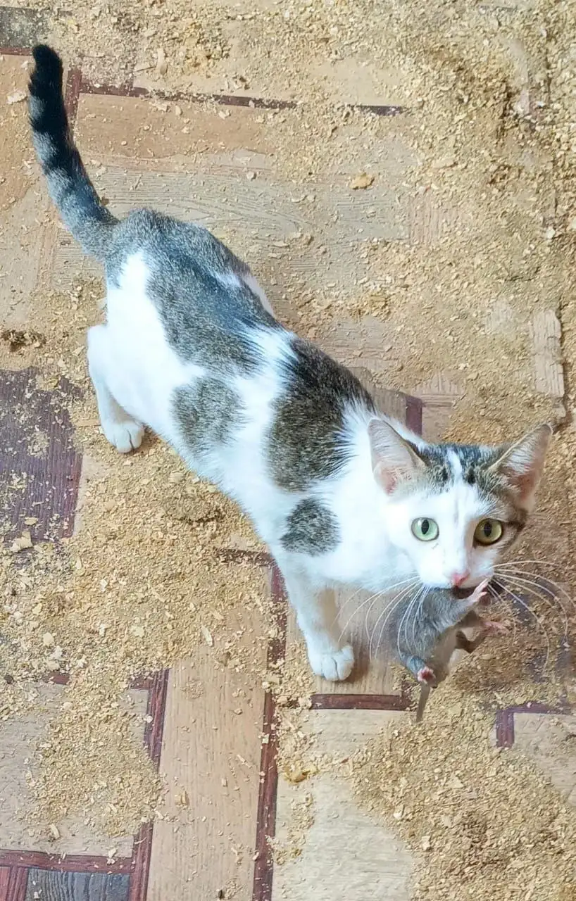 Отдам в добрые руки - Барахолка в Иркутск