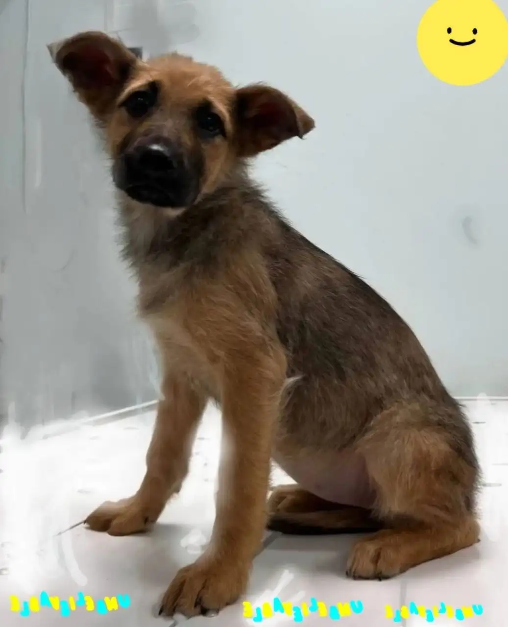 Щенок для ответственных хозяев в дар - Собаки (Животные) в Иркутск