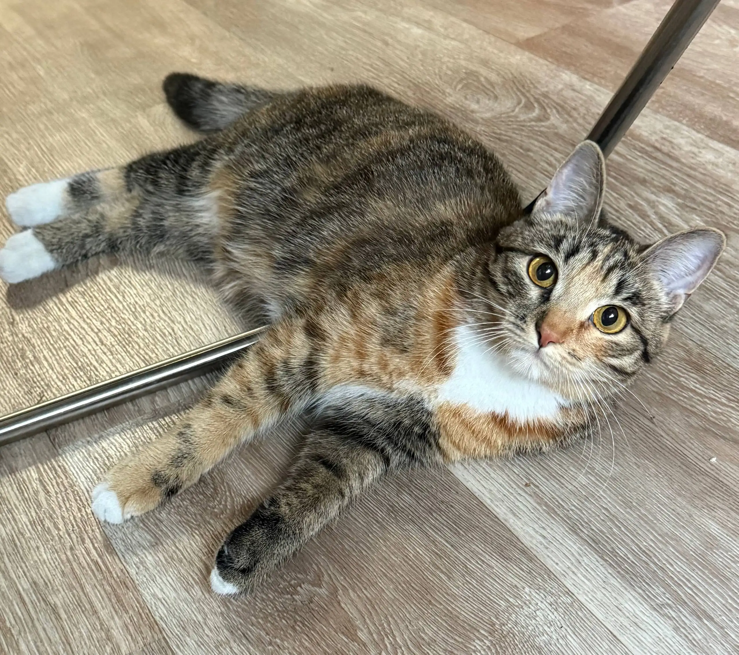 Отдам кошку-мышеловку в частный дом - Кошки (Животные) в Иркутск