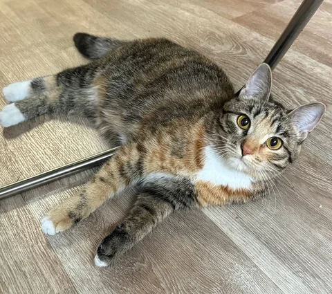 Отдам кошку-мышеловку в частный дом - Животные в Иркутск