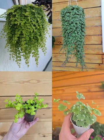 Лизимахия и будра вариегатная - частное объявление в Иркутск