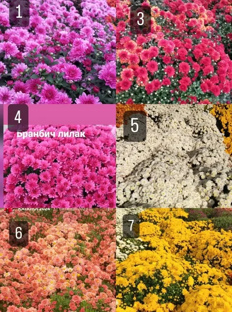 Черенки хризантемы мультифлора 12 сортов - частное объявление в Иркутск