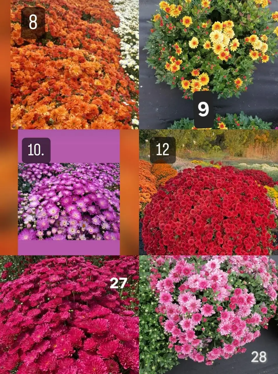 Черенки хризантемы мультифлора 12 сортов - Садоводство (Хобби и отдых) в Иркутск